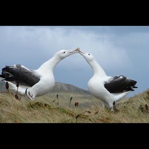 Meet your Posher, Holly